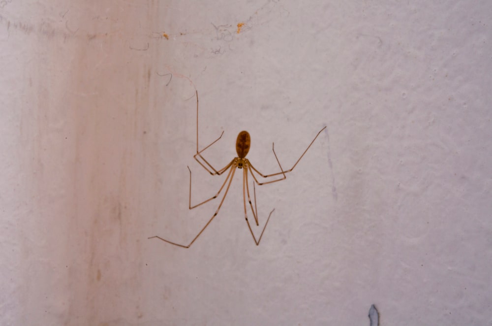 cellar-spider-in-basement