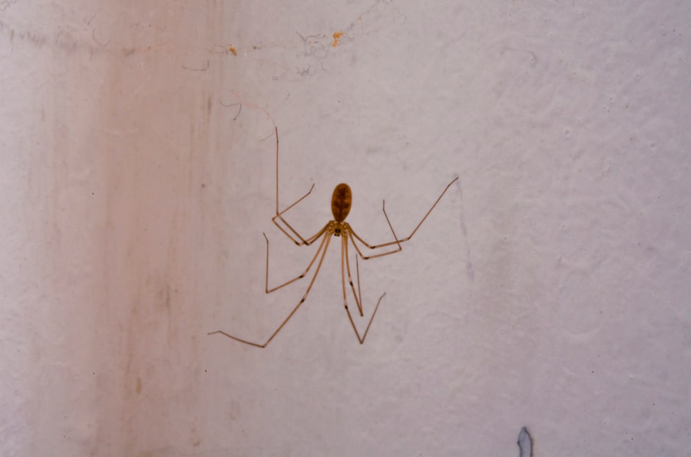 cellar-spider-in-basement